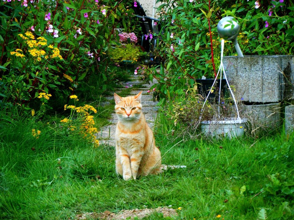 Cat in Garden